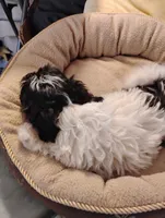 Bobby, a male Shihpoo for sale in Adams, WI – 4 of 6