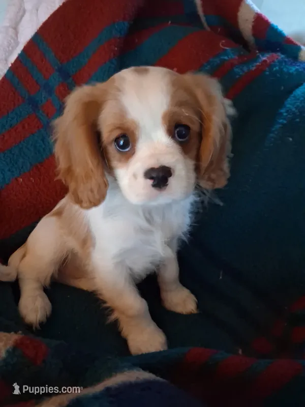 Oliver – Cavalier King Charles Spaniel puppy for sale in Adams, WI