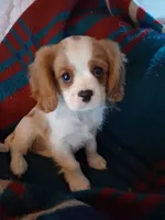 Oliver, a male Cavalier King Charles Spaniel for sale in Adams, WI – 1 of 4