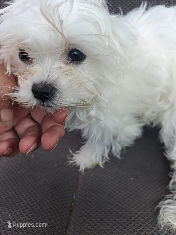 Molly  – Maltese puppy for sale in Adams, WI