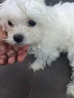 Molly , a female Maltese for sale in Adams, WI – 1 of 1
