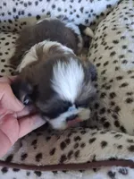 Stevie, a male Shih Tzu for sale in Adams, WI – 2 of 2