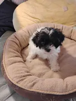 Bobby, a male Shihpoo for sale in Adams, WI – 2 of 6