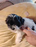 Bobby, a male Shihpoo for sale in Adams, WI – 5 of 6