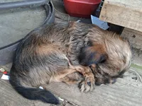 Studly, a male Shorkie for sale in Adams, WI – 4 of 4