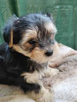 Me Morkie, a male Yorkshire Terrier and Morkie for sale in Adams, WI – Photo 3 of 3