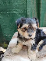 Me Morkie, a male Yorkshire Terrier and Morkie for sale in Adams, WI – Photo 2 of 3