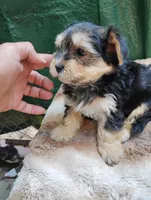 Me Morkie, a male Yorkshire Terrier and Morkie for sale in Adams, WI – Photo 1 of 3