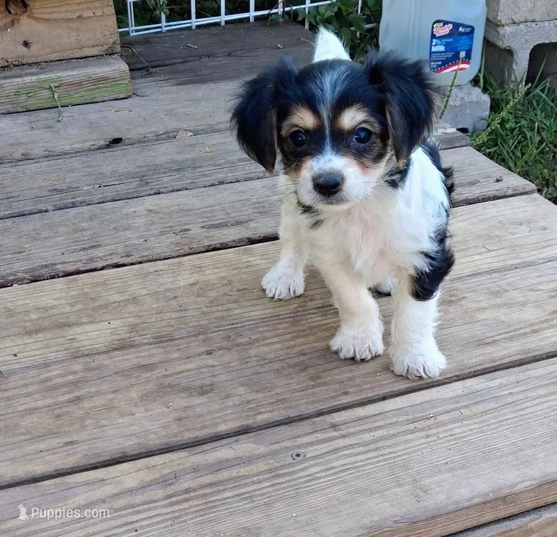 Katie  – Morkie puppy for sale in Adams, WI