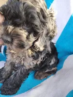 Bow, a male Cockapoo for sale in Adams, WI – Photo 2 of 3