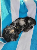Bow, a male Cockapoo for sale in Adams, WI – Photo 3 of 3