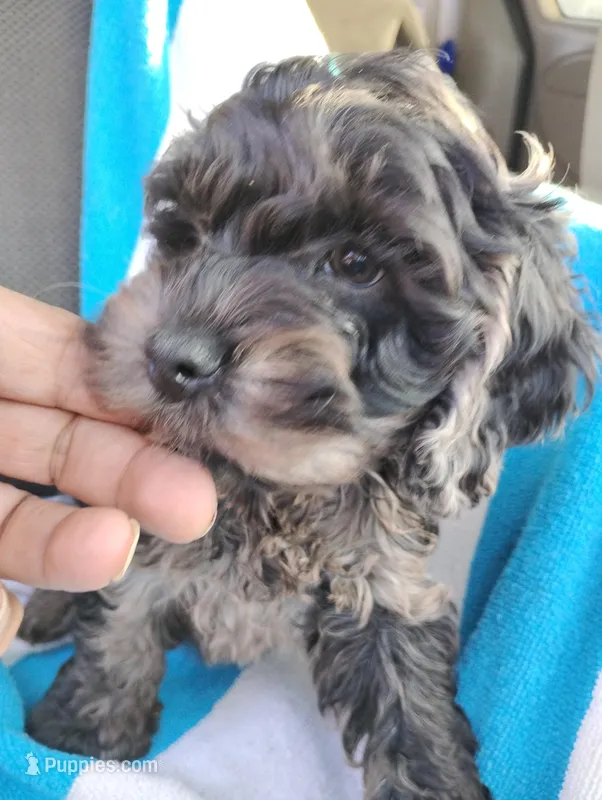 Bow – Cockapoo puppy for sale in Adams, WI