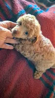 Peanut butter, a male Poodle - Toy  for sale in Adams, WI – 3 of 5