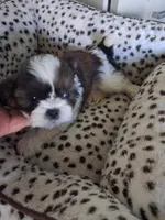 Stevie, a male Shih Tzu for sale in Adams, WI – 1 of 2