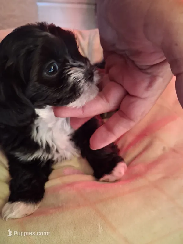 4/paws – Shih Tzu puppy for sale in Adams, WI