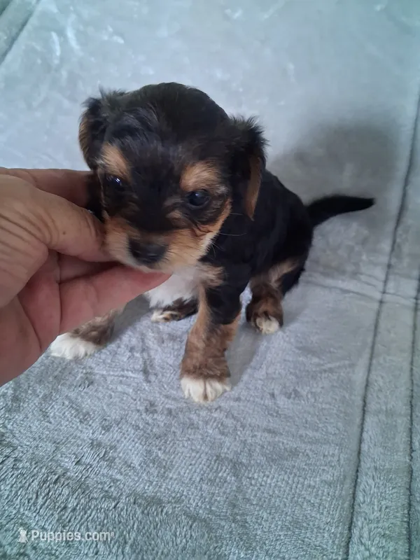 Joey – Morkie puppy for sale in Adams, WI