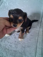 Joey, a male Morkie for sale in Adams, WI – 1 of 3