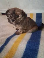 Studly, a male Shorkie for sale in Adams, WI – 2 of 4