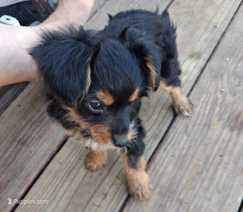 Ravioli – Morkie puppy for sale in Adams, WI