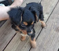 Ravioli, a female Morkie for sale in Adams, WI – 1 of 1