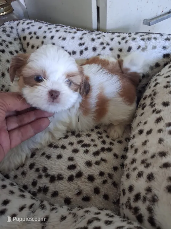 Ginger, a female Shih Tzu for sale in Adams, WI – 1 of 2
