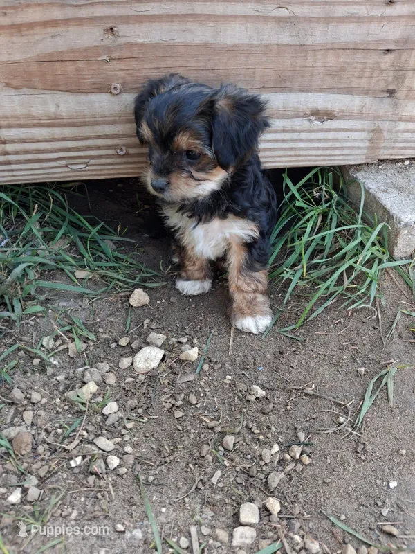 Joey – Morkie puppy for sale in Adams, WI