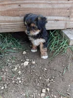 Pee wee, a male Morkie for sale in Adams, WI – 2 of 6