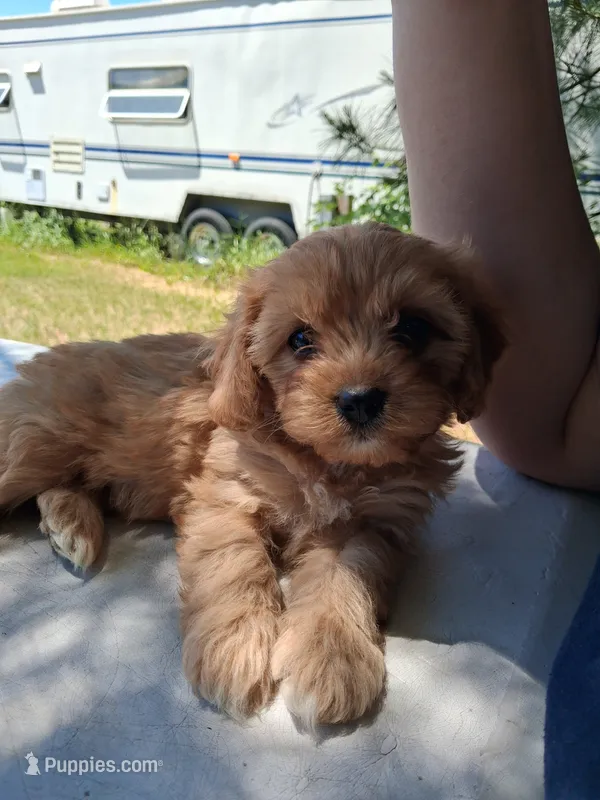 Zoe – Cavapoo puppy for sale in Adams, WI