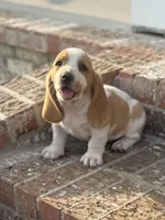Stella, a female Basset Hound for sale in Mount Hermon, LA – Photo 1 of 3