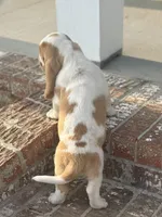 Stella, a female Basset Hound for sale in Mount Hermon, LA – Photo 3 of 3