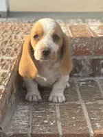 Stella, a female Basset Hound for sale in Mount Hermon, LA – Photo 2 of 3