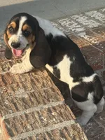 Leah, a female Basset Hound for sale in Mount Hermon, LA – Photo 2 of 2
