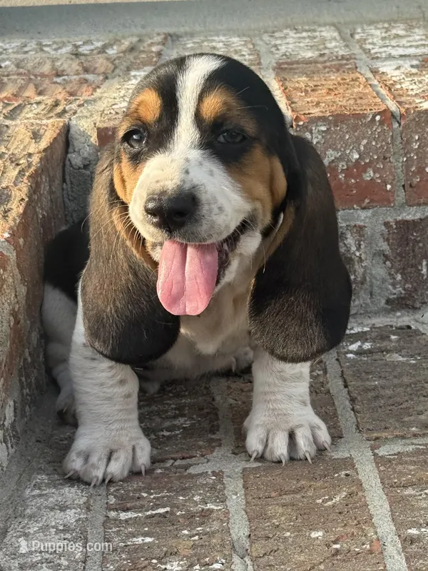 Leah – Basset Hound puppy for sale in Mount Hermon, LA