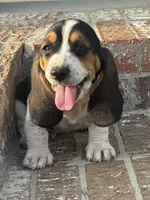 Leah, a female Basset Hound for sale in Mount Hermon, LA – Photo 1 of 2