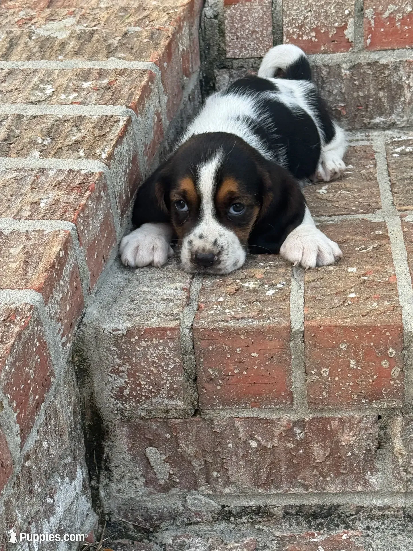 Hugo, a male Basset Hound for sale in Mount Hermon, LA – 5 of 8