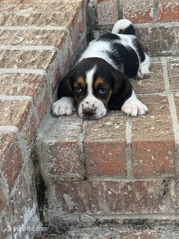 Hugo – Basset Hound puppy for sale in Mount Hermon, LA