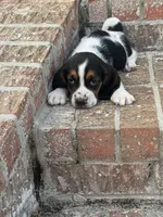 Hugo, a male Basset Hound for sale in Mount Hermon, LA – 1 of 3