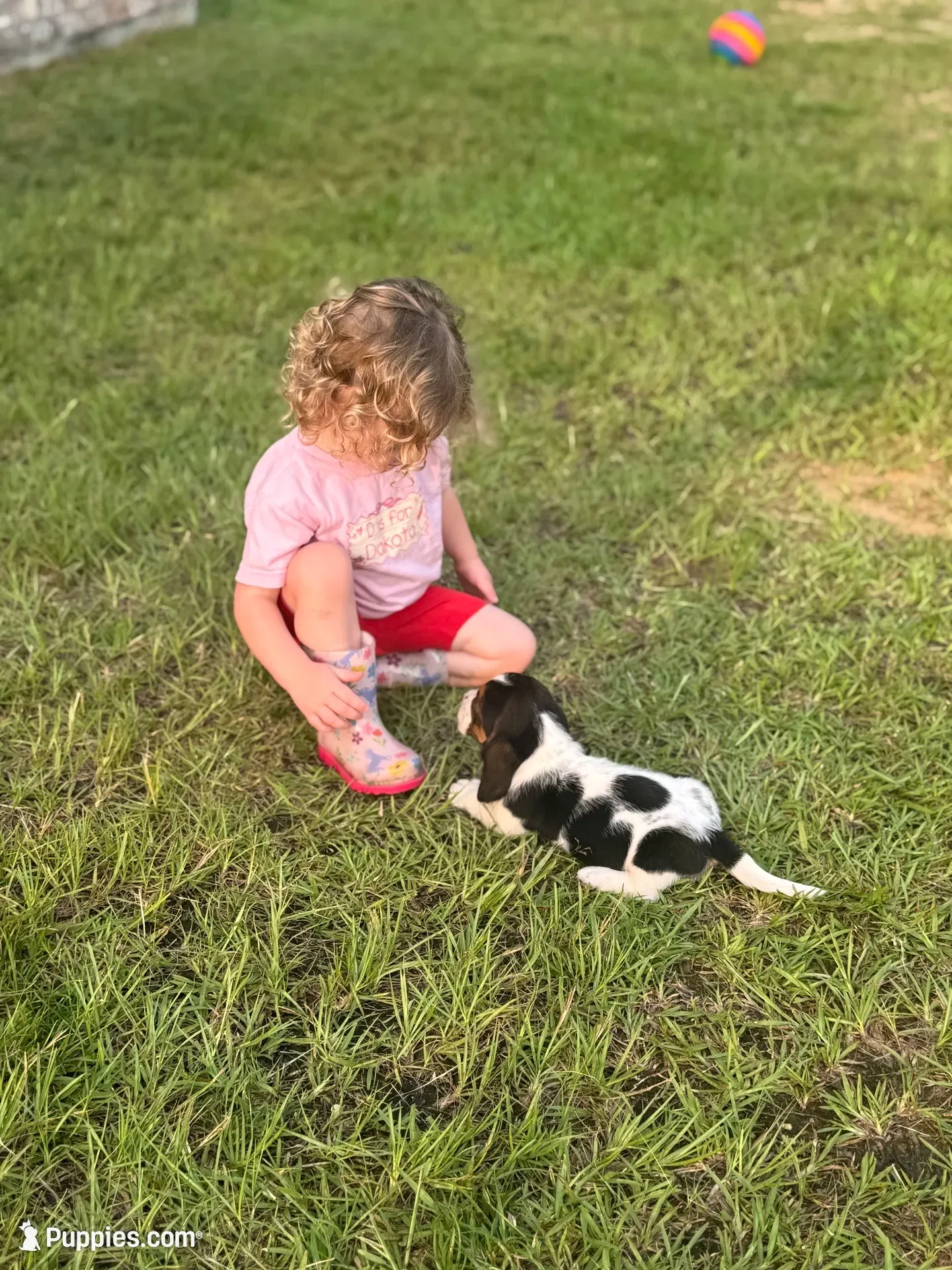 Hugo, a male Basset Hound for sale in Mount Hermon, LA – 7 of 8