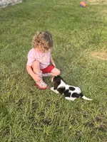 Hugo, a male Basset Hound for sale in Mount Hermon, LA – 3 of 3