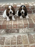 Humphrey , a male Basset Hound for sale in Mount Hermon, LA – 7 of 7
