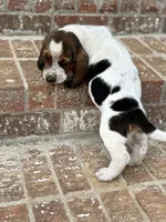 Humphrey , a male Basset Hound for sale in Mount Hermon, LA – 6 of 7