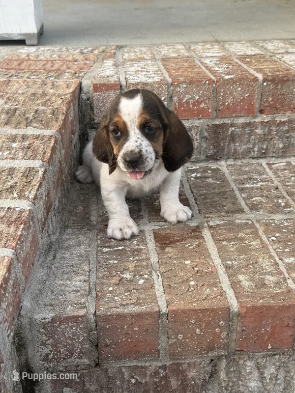 Humphrey  – Basset Hound puppy for sale in Mount Hermon, LA
