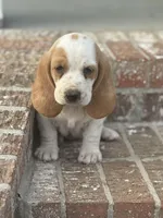 Penny, a female Basset Hound for sale in Mount Hermon, LA – Photo 2 of 3