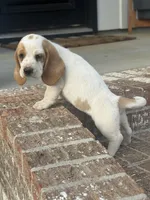 Penny, a female Basset Hound for sale in Mount Hermon, LA – Photo 3 of 3
