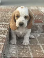 Penny, a female Basset Hound for sale in Mount Hermon, LA – Photo 1 of 3