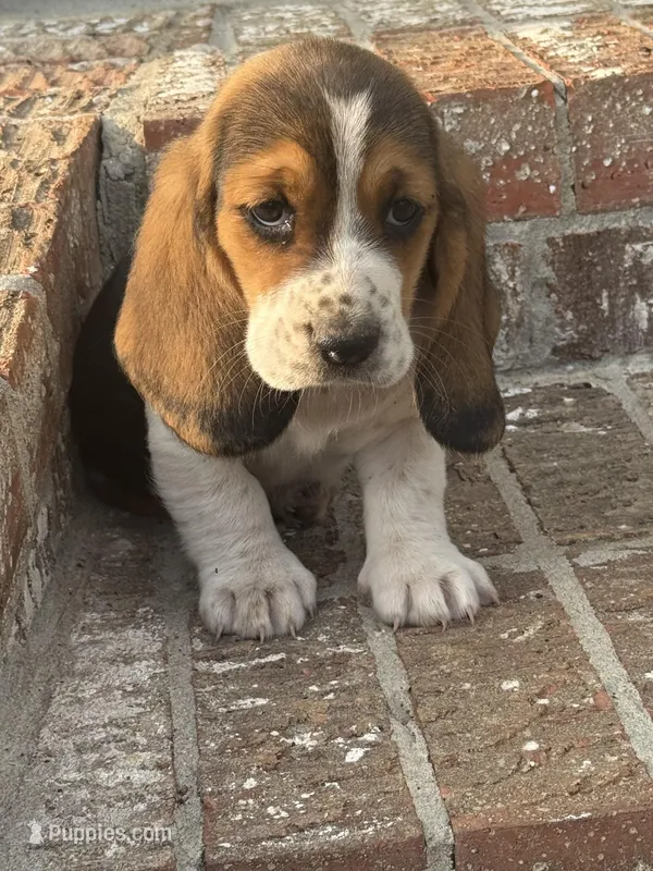 Millie – Basset Hound puppy for sale in Mount Hermon, LA