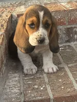 Millie, a female Basset Hound for sale in Mount Hermon, LA – Photo 1 of 4