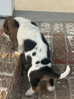 Millie, a female Basset Hound for sale in Mount Hermon, LA – Photo 2 of 4