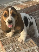 Millie, a female Basset Hound for sale in Mount Hermon, LA – Photo 3 of 4