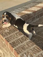 Winston, a male Basset Hound for sale in Mount Hermon, LA – Photo 3 of 3